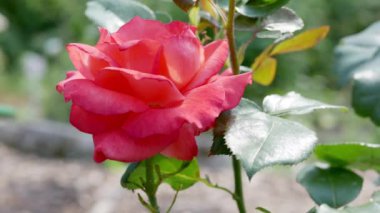 Bahçede kırmızı gül çiçeği. Kırmızı gül yakın plan..