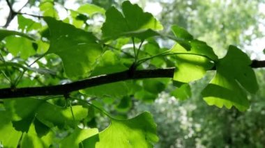 Ginkgo biloba yaprakları, bahçedeki tıbbi bitkilere yakın çekim 
