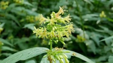 Diervilla sessilifolia çiçekleri gündüz vakti bahçede 