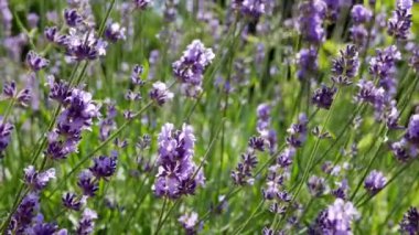 Bahçedeki Lavandula çiçekleri. Lavanta aromatik bir bitkidir, bal bitkisidir.