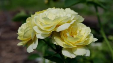 Bahçedeki sarı gül çiçekleri. Sarı güller yakın plan.