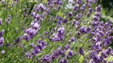 Bahçedeki Lavandula çiçekleri. Lavanta aromatik bir bitkidir, bal bitkisidir.