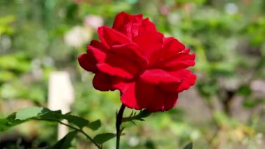 Bahçede kırmızı gül çiçeği. Kırmızı gül yakın plan..
