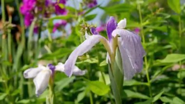 Iris japonica çiçekleri gündüz vakti bahçede 