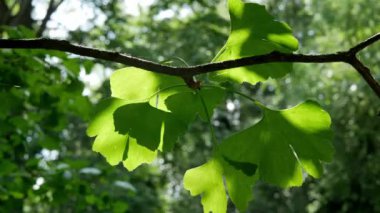 Ginkgo biloba yaprakları, bahçedeki tıbbi bitkilere yakın çekim 