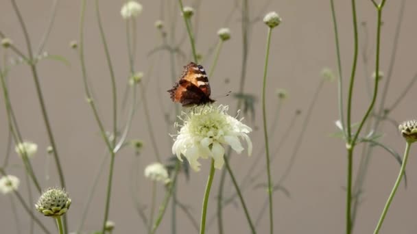 Borboleta Flores Amarelas Scabiosa Ochrolenca Jardim Verão — Vídeo de Stock