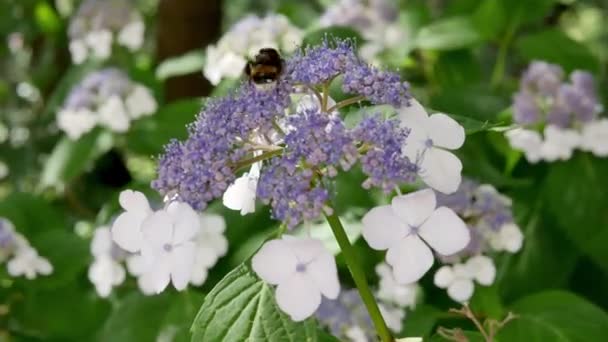 Arbusto Hortênsia Floração Bonita Hortênsia Hortênsia Flores Flor Jardim — Vídeo de Stock