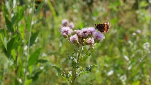 Origanum Oregano Květiny Origanum Vulgare Létě Léčivé Aromatické Byliny Zahradě — Stock video