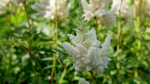Flores Brancas Astilba Jardim Durante Dia — Vídeo de Stock