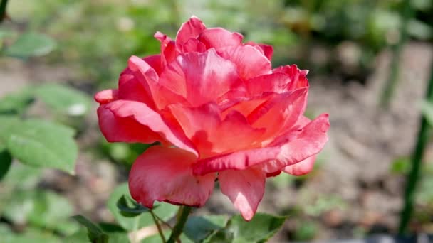 Rosa Roja Jardín Rosa Roja Primer Plano — Vídeo de stock