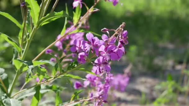 Fleurs Violettes Épilobium Dans Jardin Jour — Video