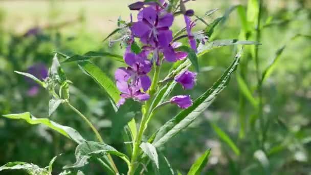 Fleurs Violettes Épilobium Dans Jardin Jour — Video