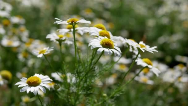 Camomille Fleurit Fleurs Marguerite Fond Naturel Concept Jardinage — Video