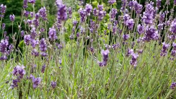 Kwiaty Lavandula Ogrodzie Lawenda Rośliny Aromatyczne Miodowe — Wideo stockowe
