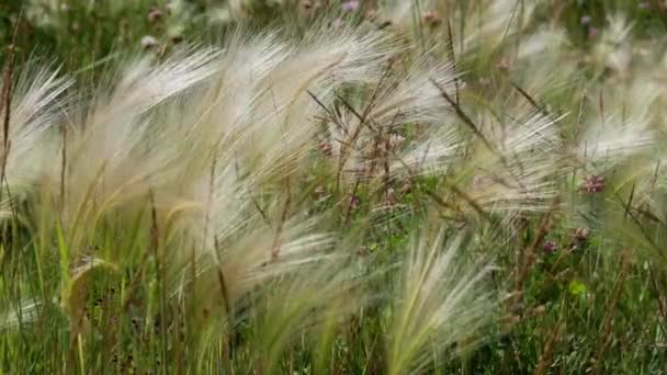 Mat Gräs Feather Grass Eller Needle Grass Nassella Tenuissima Former — Stockvideo