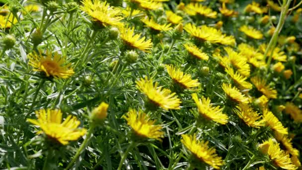 Fleurs Jaunes Inula Ensifolia Dans Jardin — Video