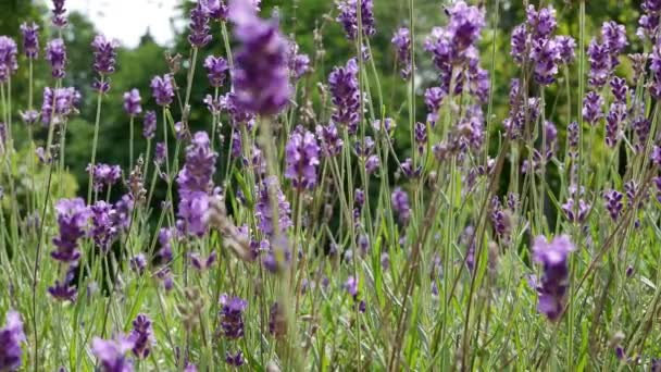 Lavandula Blommor Trädgården Lavendel Aromatisk Växt Honungsväxt — Stockvideo
