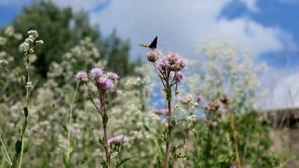 Eredetiség Oregánó Virágai Origanum Vulgare Nyáron Gyógy Aromás Fűszernövények Kertben — Stock videók