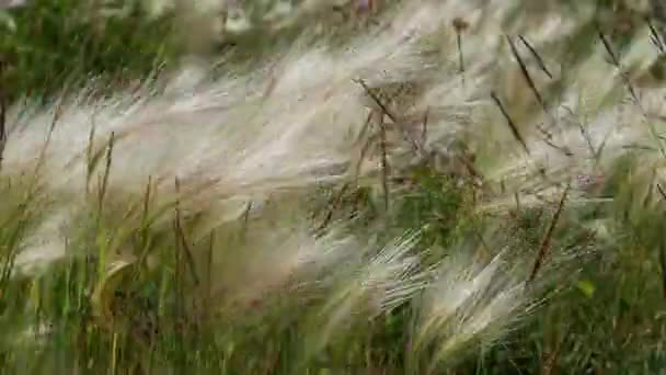 Mat Gräs Feather Grass Eller Needle Grass Nassella Tenuissima Former — Stockvideo