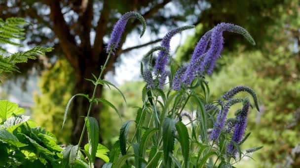 Floración Veronica Longifolia Speedwell Hoja Larga Jardín — Vídeos de Stock