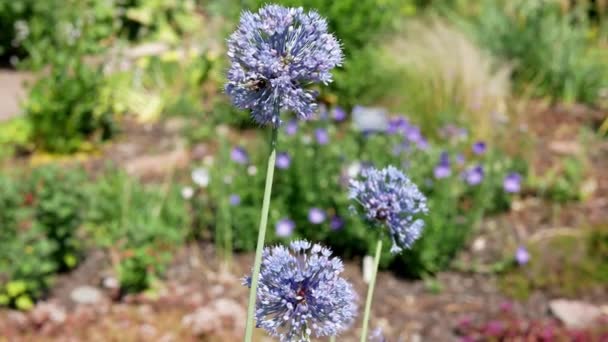 Allium Caeruleum Fleurs Allium Bleu Dans Jardin — Video
