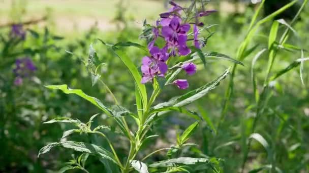 Epilobium Purple Flowers Garden Daytime — Stock Video