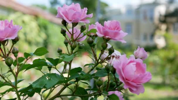 Rosa Fiori Rosa Giardino Rose Rosa Primo Piano — Video Stock