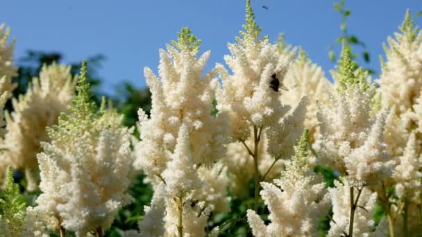 Vit Astilba Blommor Trädgården Dagtid — Stockvideo