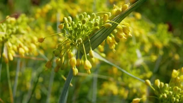 Kleine Gelbe Zwiebel Allium Flavum Blüht Garten Knollengewächse — Stockvideo