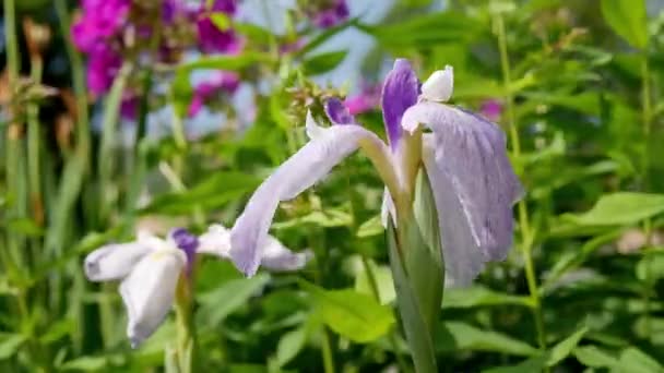 昼間は庭の菖蒲の花 — ストック動画