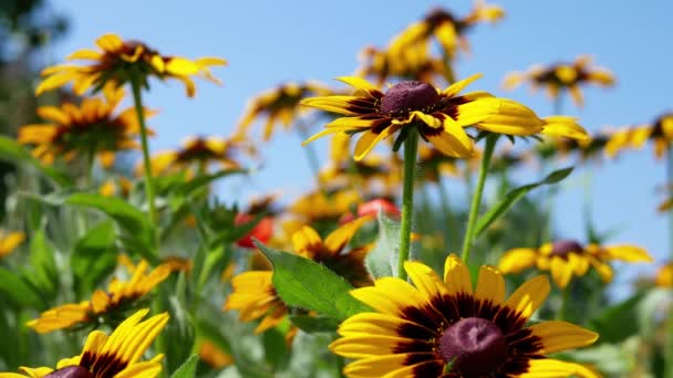 Rudbeckia Gündüz Vakti Bahçede Siyah Gözlü Susanin Çiçekleri — Stok video