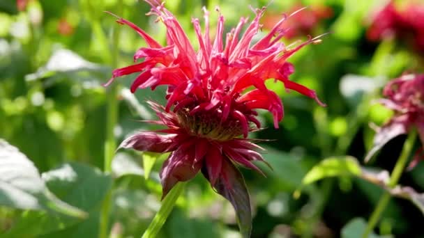 Rote Blume Der Monarda Blütenmonarda Garten — Stockvideo