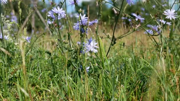 Cichorium Intybus Λουλούδια Στον Κήπο Την Ημέρα — Αρχείο Βίντεο