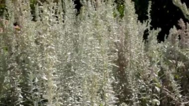 Bahçedeki artemisia bitkilerinin gündüz vakti kapatılması