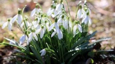 Kar damlaları ya da kar damlaları. Yakın plan. Gündüz vakti Galanthus nivalis çiçekleri