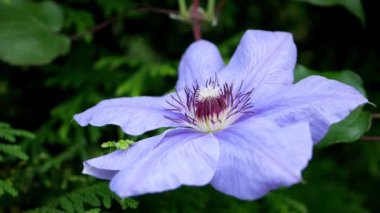 Gündüz vakti bahçedeki mavi klematis çiçeğine yakın çekim