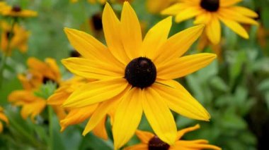 Rudbeckia, güpegündüz bahçede güzel bir sonbahar çiçeği