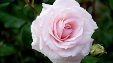 Gündüz vakti bahçede güzel, yumuşak, pembe bir gül.