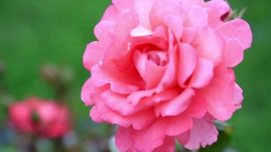 Gündüz vakti bahçedeki güzel pembe gülün yakın çekimi