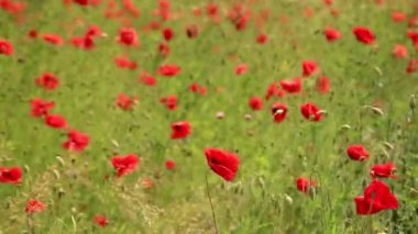 Tarlada kırmızı haşhaş çiçekleri. Gündüz Papaver çiçekleri