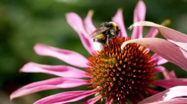Gündüz vakti bahçedeki Ekinezya Purpurea çiçeklerine yakın çekim