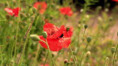 Tarlada kırmızı gelincik çiçekli arı. Gündüz vakti yaban arısı ile papaver çiçeği 