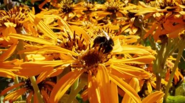Ligularia 'nın sarı çiçeğine yaban arısı yakın çekim