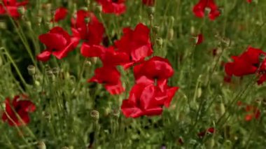 Tarlada kırmızı haşhaş çiçekleri. Gündüz Papaver çiçekleri