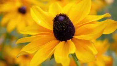 Rudbeckia, güpegündüz bahçede güzel bir sonbahar çiçeği