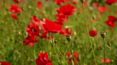 Tarlada kırmızı haşhaş çiçekleri. Gündüz Papaver çiçekleri