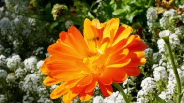 Gündüz vakti portakal çiçeğinin üzerindeki arı.