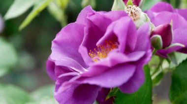 Gündüz vakti bahçedeki güzel mor gülün yakın çekimi