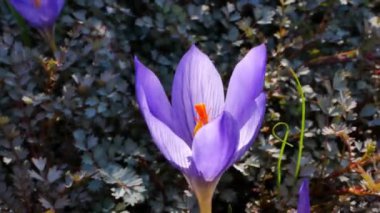 Sonbahar safranı gündüz vakti kapanıyor.