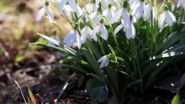 Kar damlaları ya da kar damlaları. Yakın plan. Gündüz vakti Galanthus nivalis çiçekleri